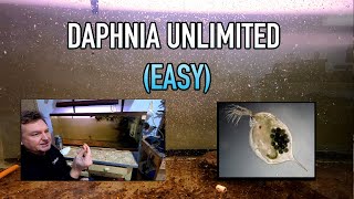 How I Raise Daphnia Water Fleas And You Can Too [upl. by Mimi]