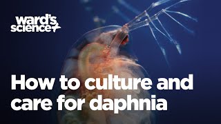 Caring and Culturing for Daphnia [upl. by Doug]