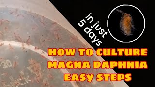 How to Culture Magna Daphnia Easily [upl. by Marissa]