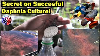 How to Culture Daphnia Successfully [upl. by Nael]