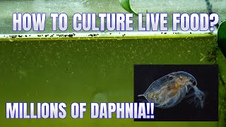 How to Culture Daphnia Secret Method to Breed MILLIONS  Simply Aquatic [upl. by Kalb]