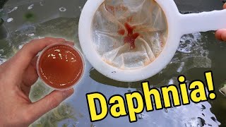 How I Culture Daphnia In Outdoor Tubs [upl. by Oiratnom]