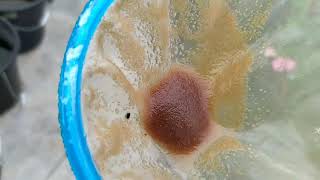 How to culture daphnia moina in a small container Part 1 English Subtitle [upl. by Algar]