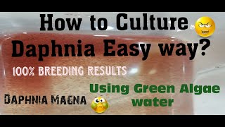 Daphnia MagnaHow to Culture Daphnia Easy wayCulturing Daphnia using Green water Daphnia [upl. by Aliekat]