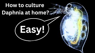 BEST Live Fish Food Beginner guide How to Culture Daphnia at home [upl. by Vale]