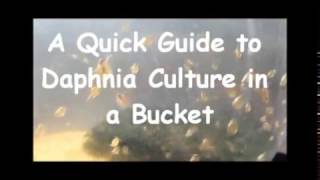 How to culture daphnia outside [upl. by Rafferty915]