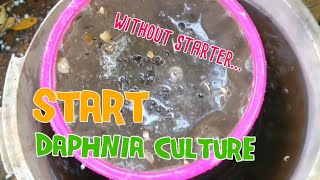 How to culture daphnia moina the easy way 1  Starting the Daphnia culture [upl. by Gabriell]