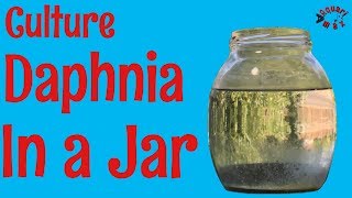 How to Culture Daphnia in a Jar [upl. by Yelssew207]