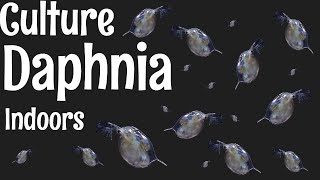 How to Culture Daphnia [upl. by Hinkle]