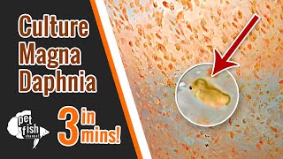 How to culture DAPHNIA MAGNA  The easy way [upl. by Ellenad]