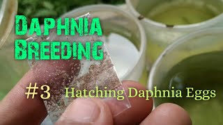 Daphnia Culture made simple and easy 3  Hatching Daphnia eggs [upl. by Dave]