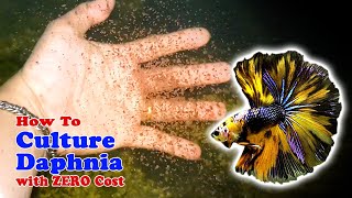 How to Culture Daphnia with ZERO Cost  Unlimited Live Food For Our Fish [upl. by Balsam]