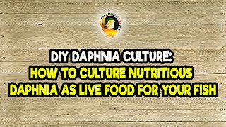 DIY Daphnia Culture How to Culture Nutritious Daphnia as Live Food for Your Fish [upl. by Navad]