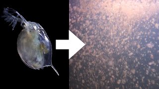 How I Culture Daphnia [upl. by Stephanus]