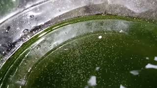 DAPHNIA MOINA CULTURE IN A SMALL BUCKET [upl. by Haroldson]