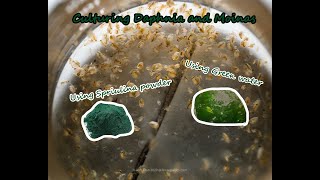 How To Culture Daphnia and Moinas using Green Water Spirulina powder [upl. by Rossing]