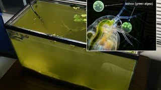 Raising Daphnia for the Freshwater Aquarium [upl. by Aehtna]