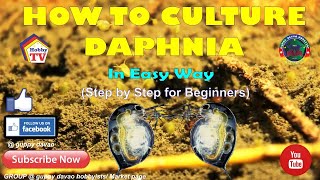 HOW TO CULTURE DAPHNIA In Easy Way [upl. by Adebayo]